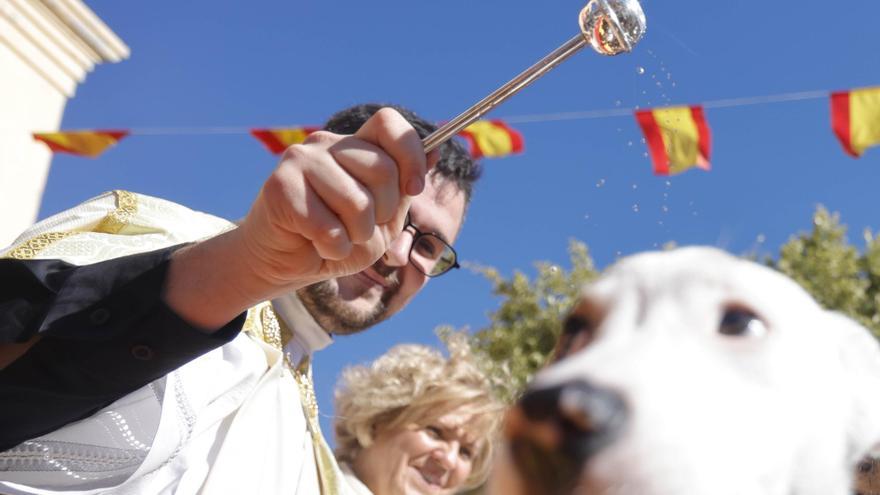 La bendición de animales de San Antón se luce en Cartagena pese a la escasa afluencia de público