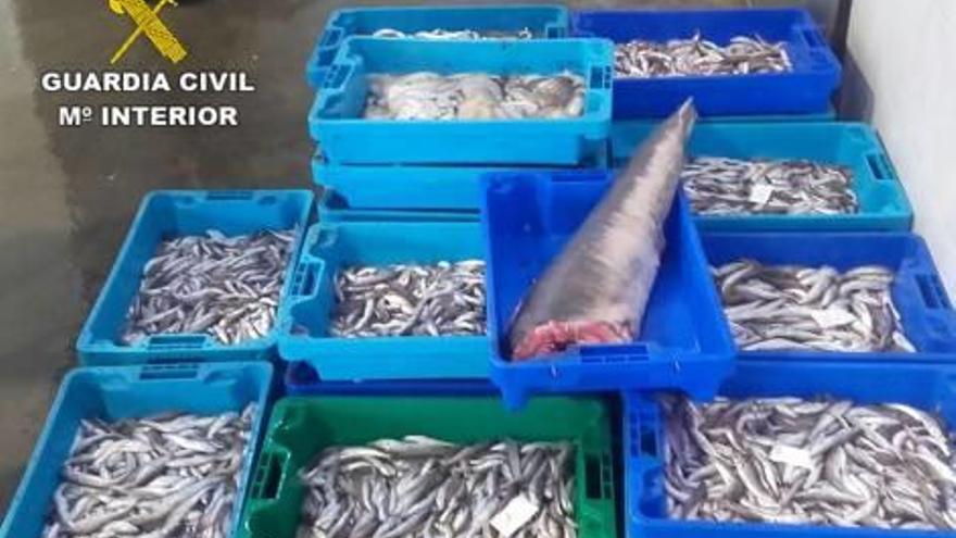 Intervienen 221 kilos de pescado ilegal en las lonjas de Altea y Moraira