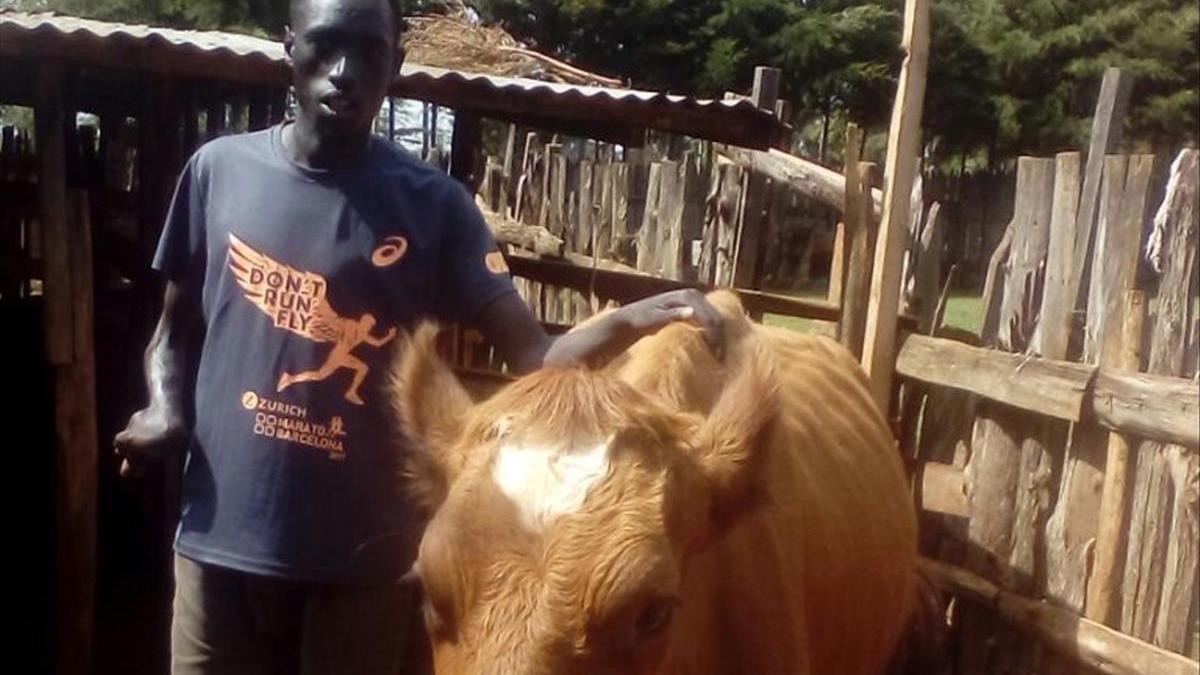 Jonah Chesum, con la vaca 'Barcelona', en su granja de Kenia.