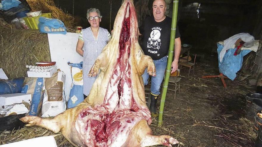 El animal, ya abierto en canal, pesaba unos 380 kilos y tenía un tamaño formidable. // Santos Álvarez