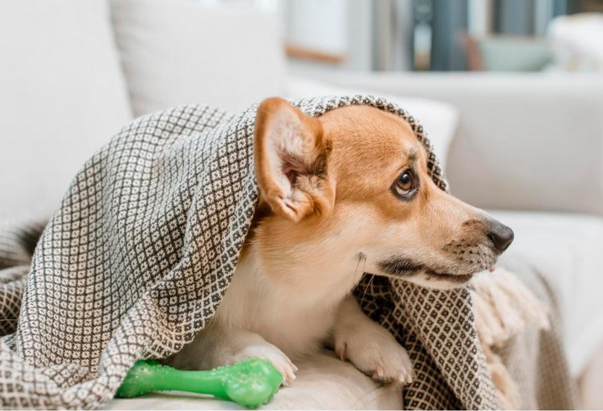 El teu gos pateix al·lèrgies?