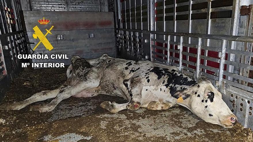 Vacas agonizando, con fracturas y fallos multiorgánicos: detenidos cinco ganaderos gallegos por delitos de maltrato animal