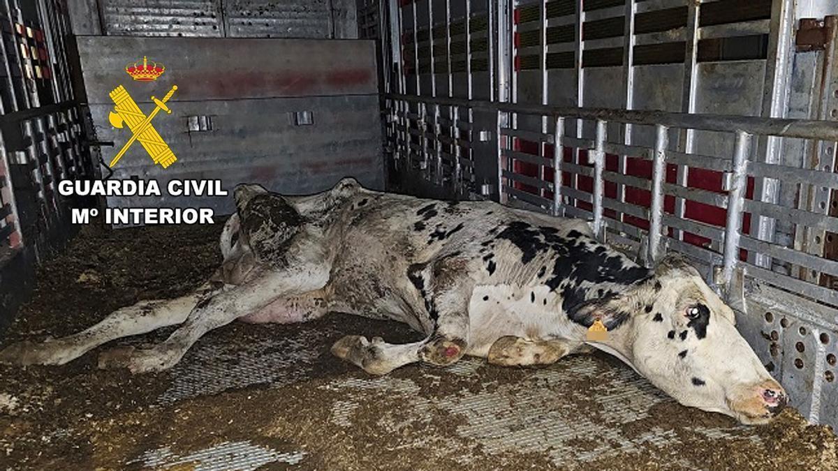 Una de las vacas maltratadas, que llegó agonizando al matadero de Burgos.