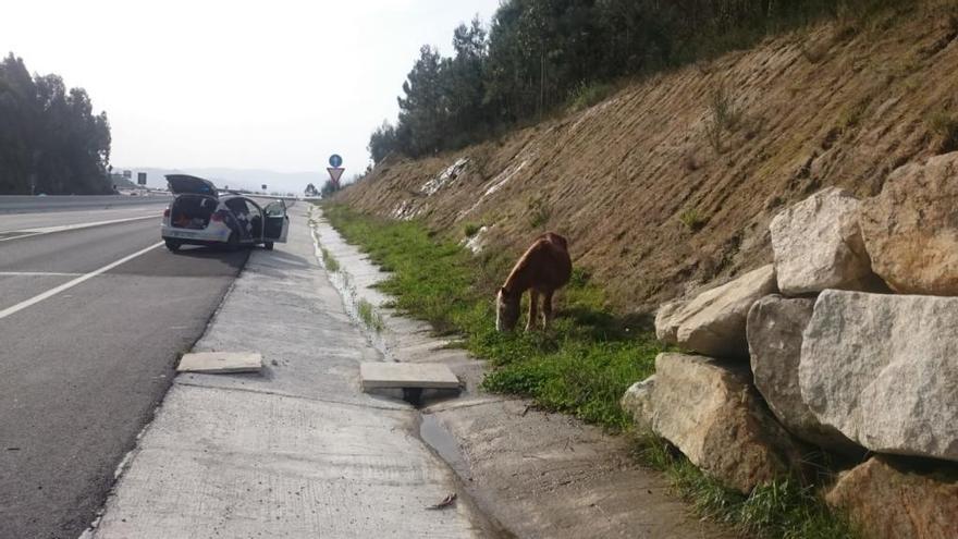 El equino pastaba al lado de los carriles.