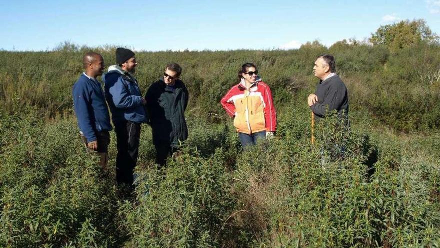 Los estudiosos en una de las zonas de jara de la comarca alistana donde se cría el boletus.