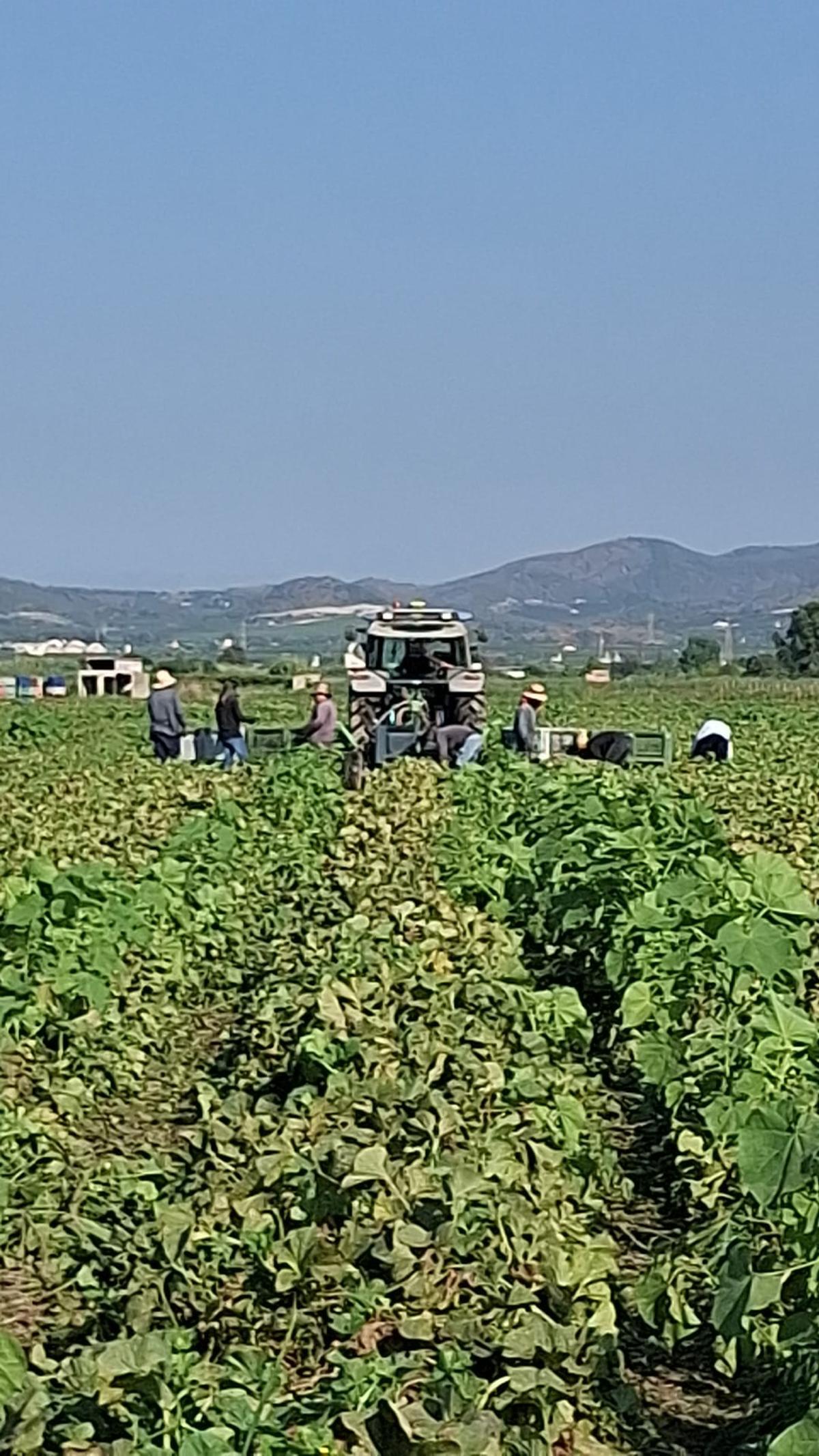 Recolección de melones en el marjal norte