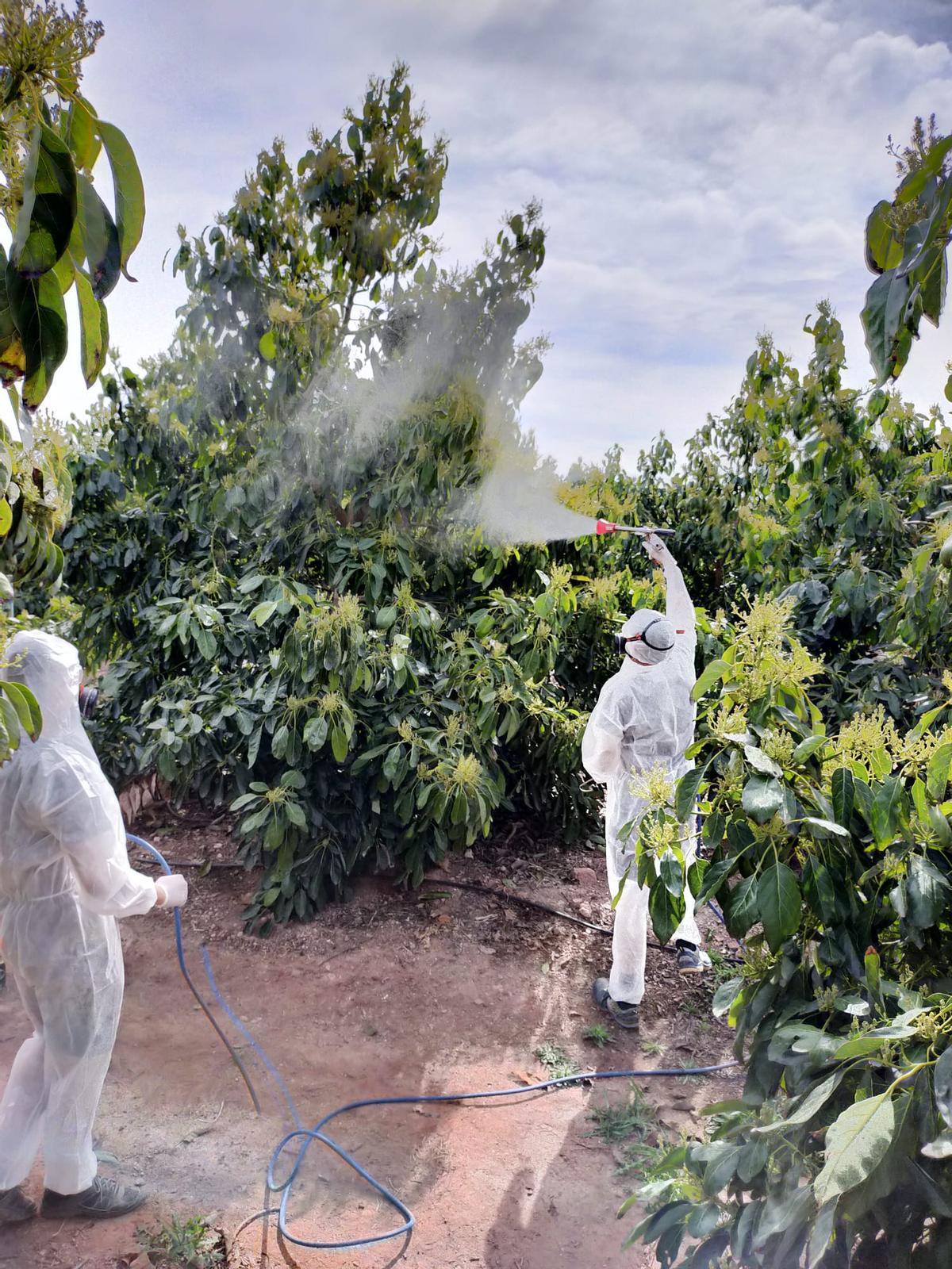 Tratamiento a los árboles de aguacate en la Finca Sinyent de AVA-ASAJA.