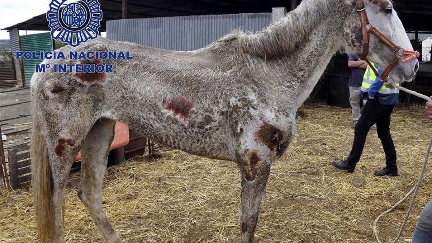 Detenidos los propietarios de 22 caballos y cuatro perros desnutridos y en estado de abandono