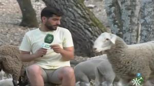 Un reportero de Canal Sur se hace viral al tener que huir en directo de una oveja