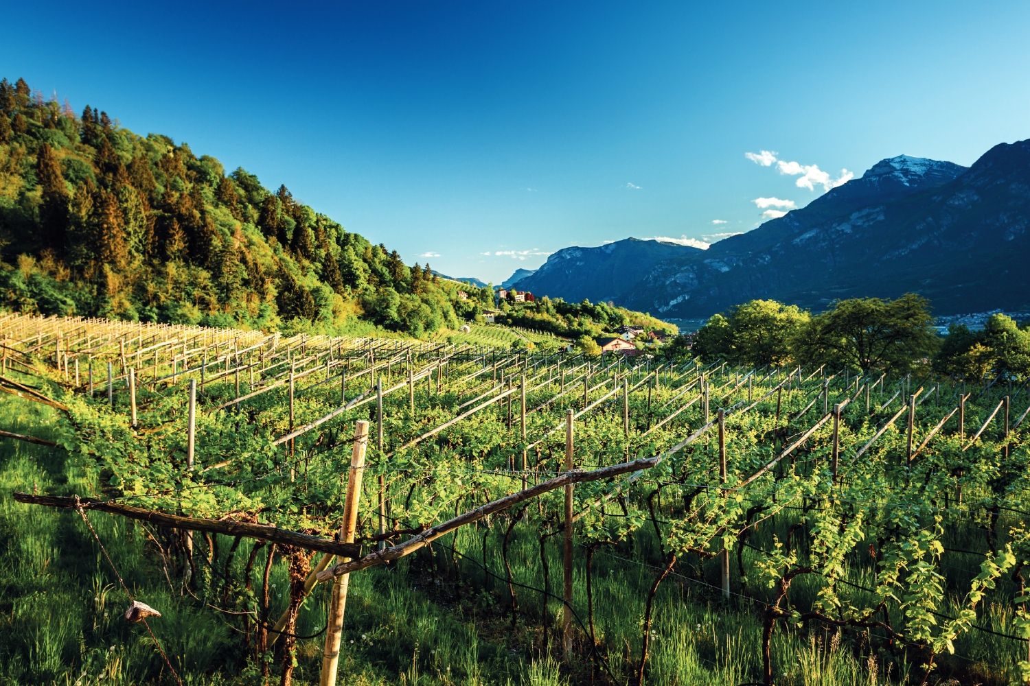 Viñedos en Trentino.