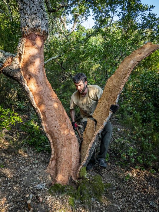 El suro, la pell més preuada del bosc de l''Albera