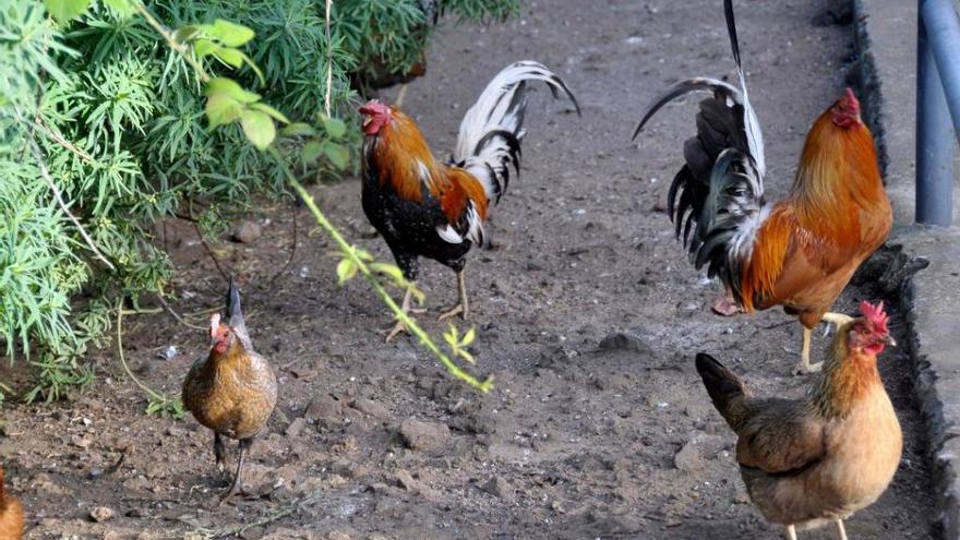 Gallinas y gallos de Canarias.