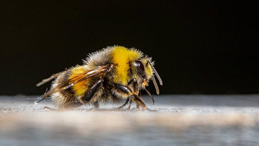 ¿Adiós a los abejorros en este siglo?