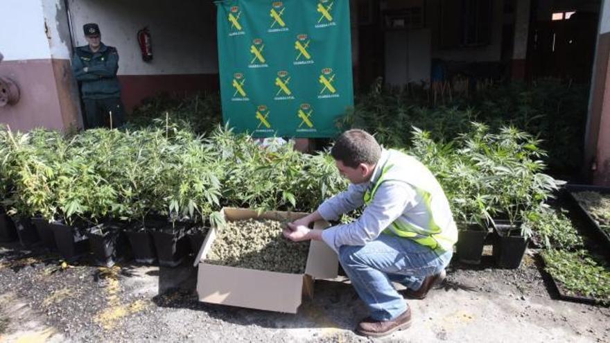 Requisadas 3.000 plantas de marihuana en Porriño