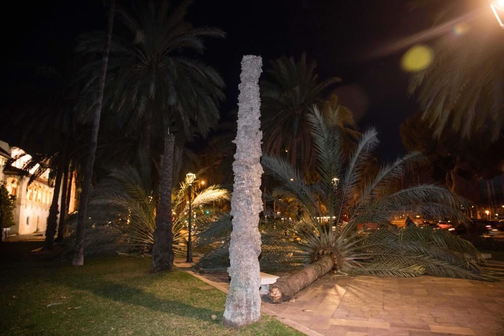 El fuerte viento derriba cinco grandes palmeras en el Passeig Sagrera de Palma