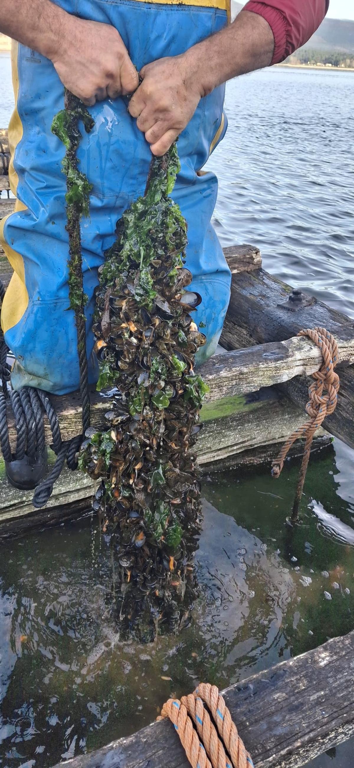 Un bateeiro levantando una cuerda de mejillón para mostrar que la mayoría está muerto.