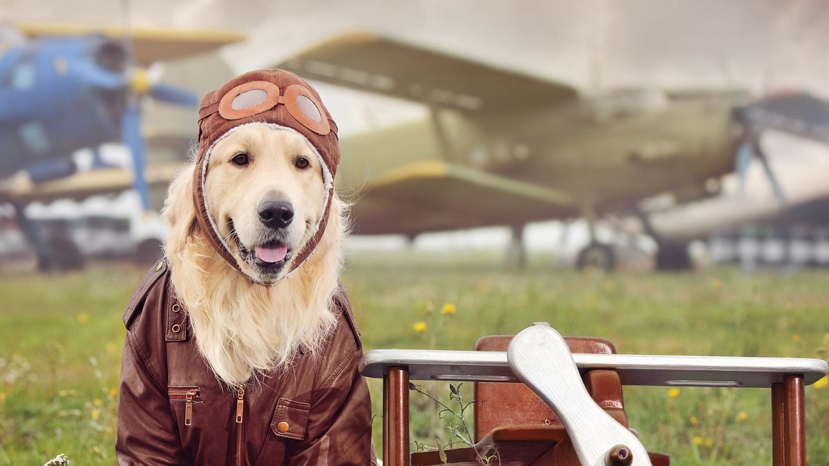 La aerolínea más pet friendly del mundo ya existe: ha completado su primer vuelo con 25 humanos, 19 perros y un gato