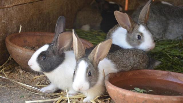 Ejemplares de conejo ibicenco, con la mancha triangular, el collar y las patas blancas. | FEPIRA