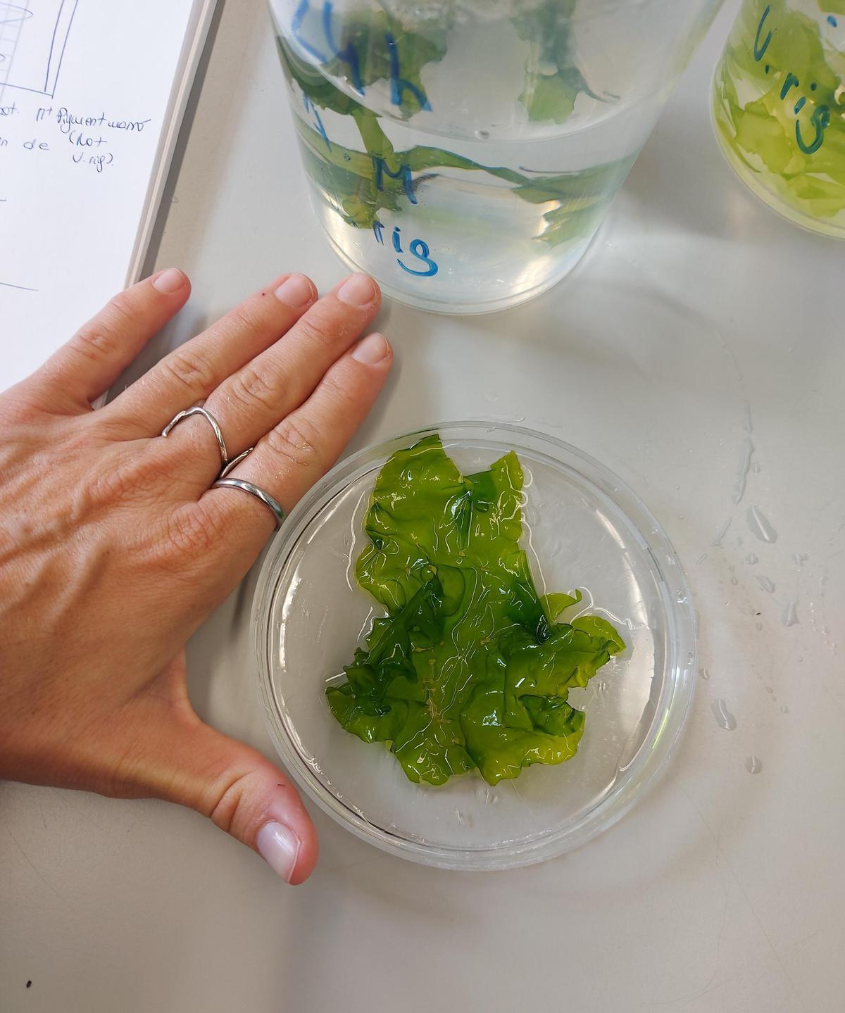 L'enciam de mar, cultivat al laboratori.