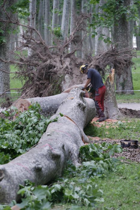 Cau un plàtan de 62 metres al parc de la Devesa