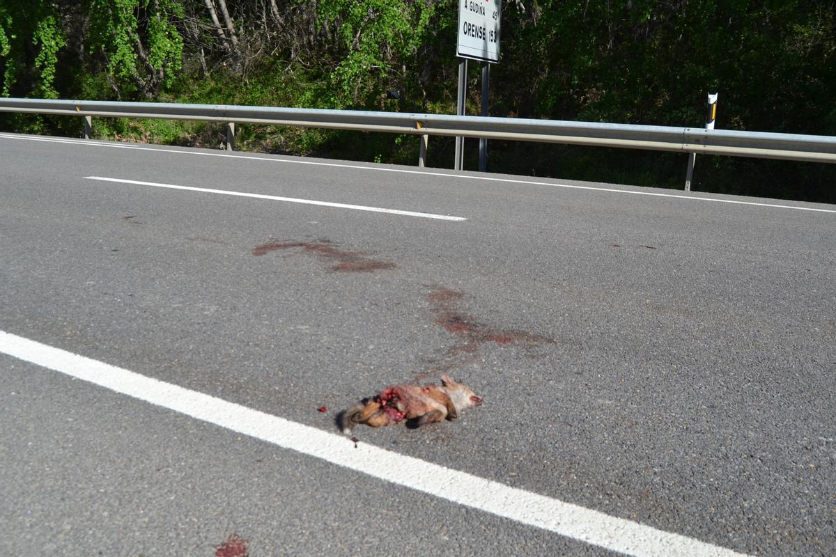 CRIA DE ZORRO EN LA CARRETERA N-525 KILOMETRO 71 EN CASTRO DE SANABRIA