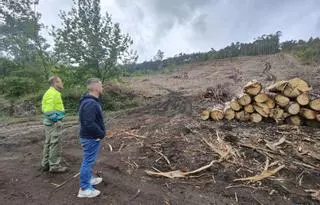 Comuneros de Moaña reforzarán su cortafuegos con una franja de frondosas