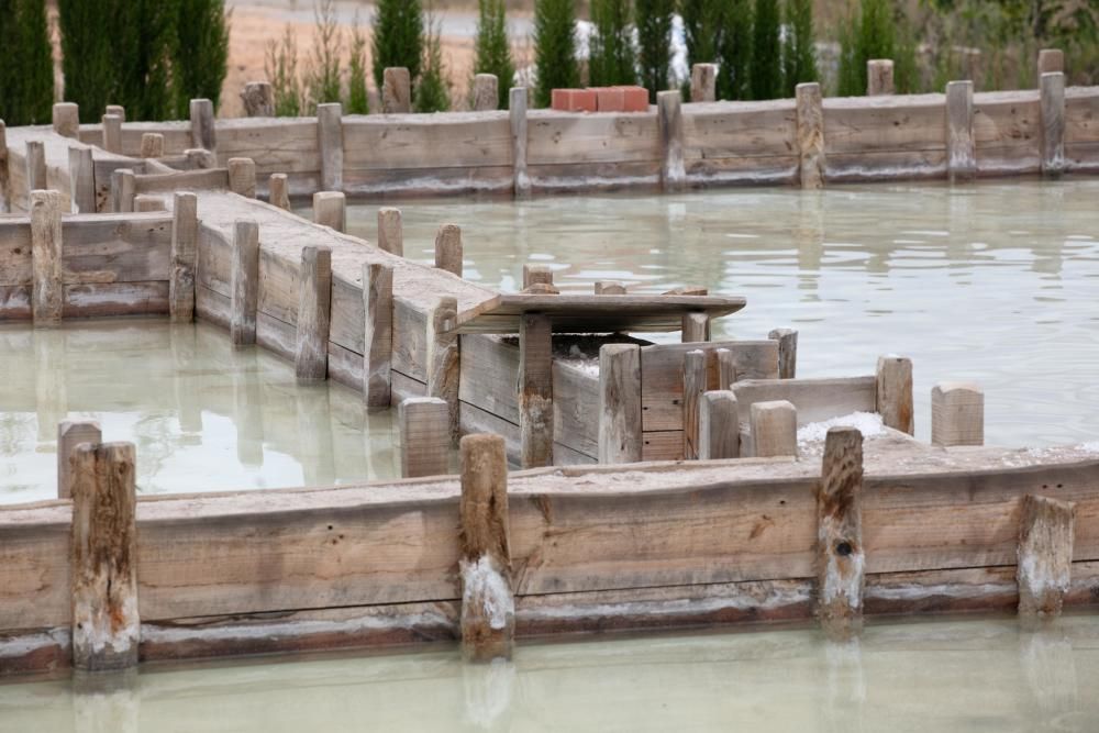 Abre sus puertas en Sant Rafel el primer jardín botánico y biotecnológico de las Pitiusas con vegetación de ambas islas