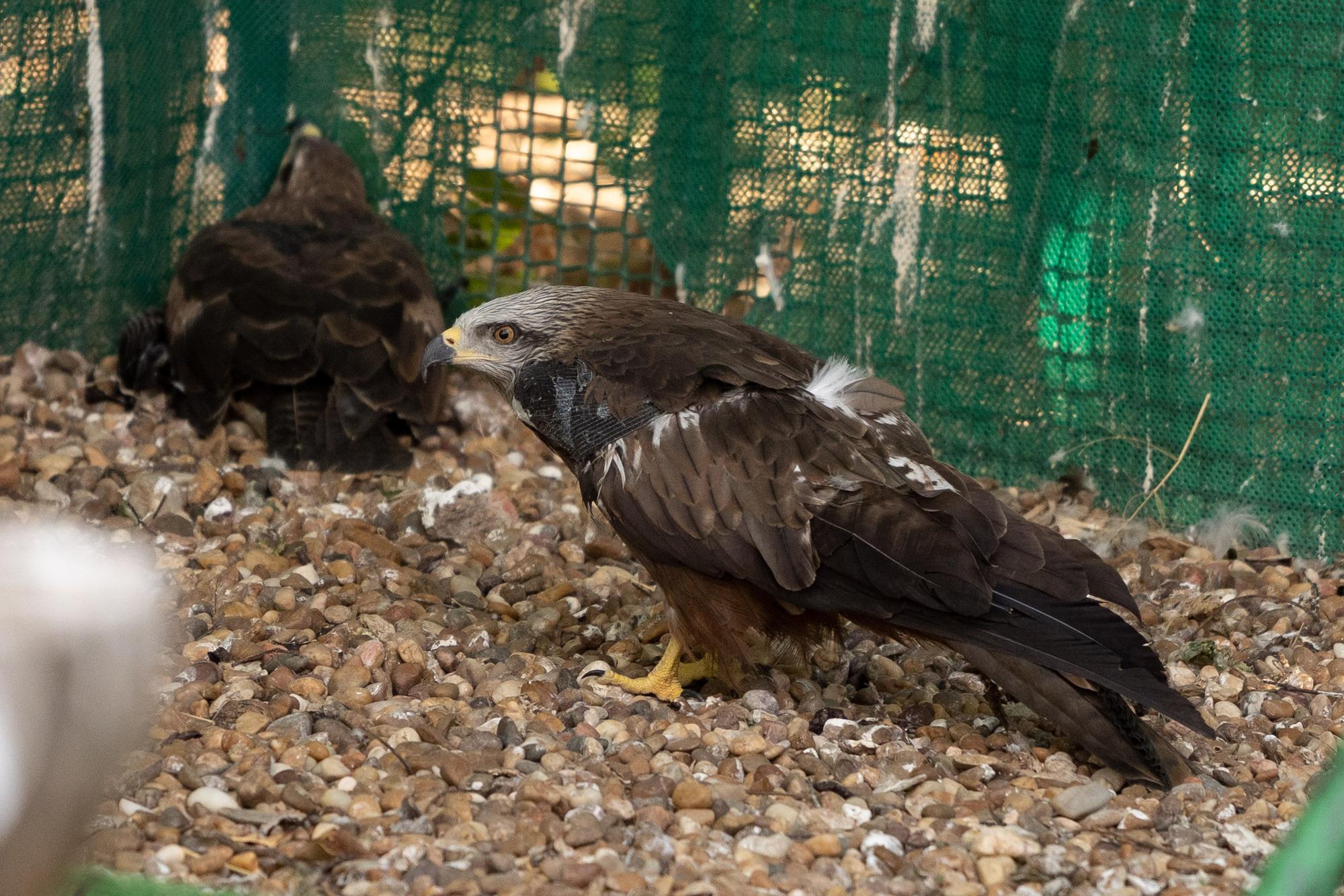 Aves atendidas en el Centro de Recepción de Villaralbo.