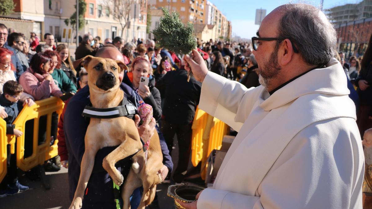 Quart prepara su bendición de animales por Sant Antoni.