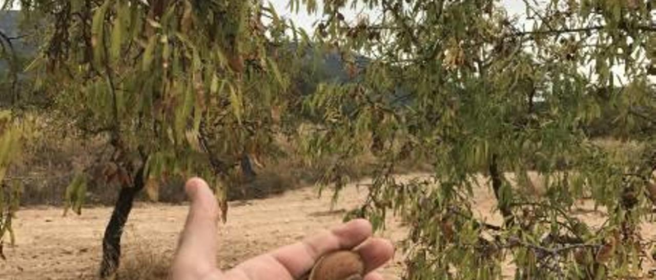 La avispilla que arruina la almendra irrumpe en Biar