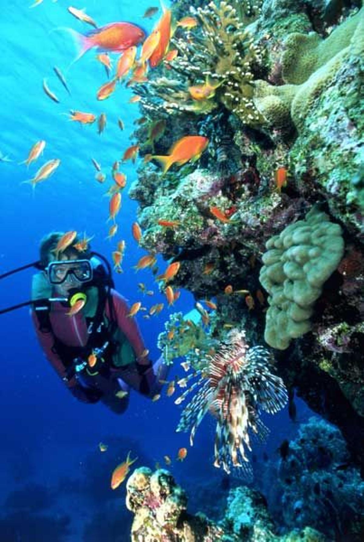 Un buceador en un arrecife de coral en el Mar Rojo.