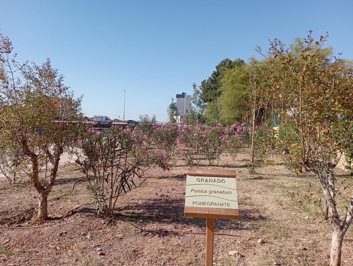 Las nuevas plantaciones junto al río Guadalmedina, a la altura del centro de salud de La Palma Palmilla.