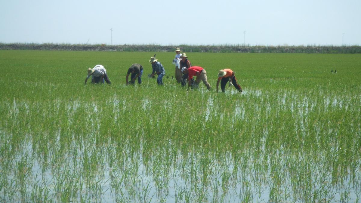 Cultivo de arroz