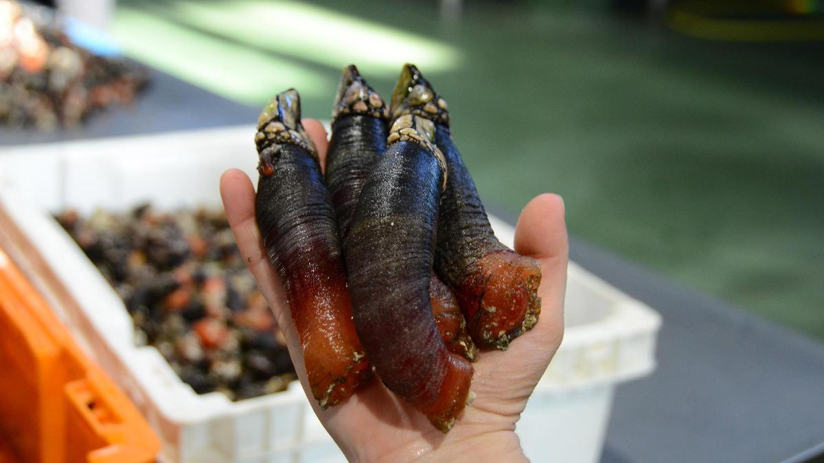 Percebes de Onza