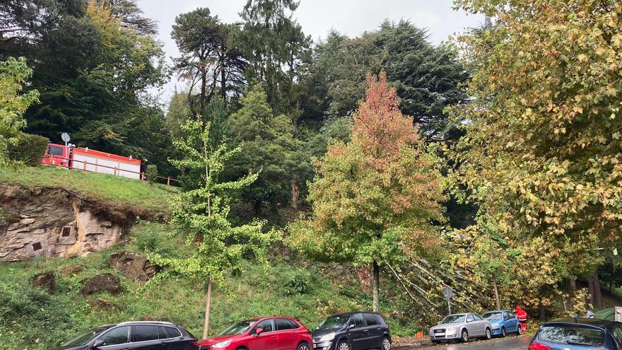 Un árbol gigantesco se desploma en O Castro. 