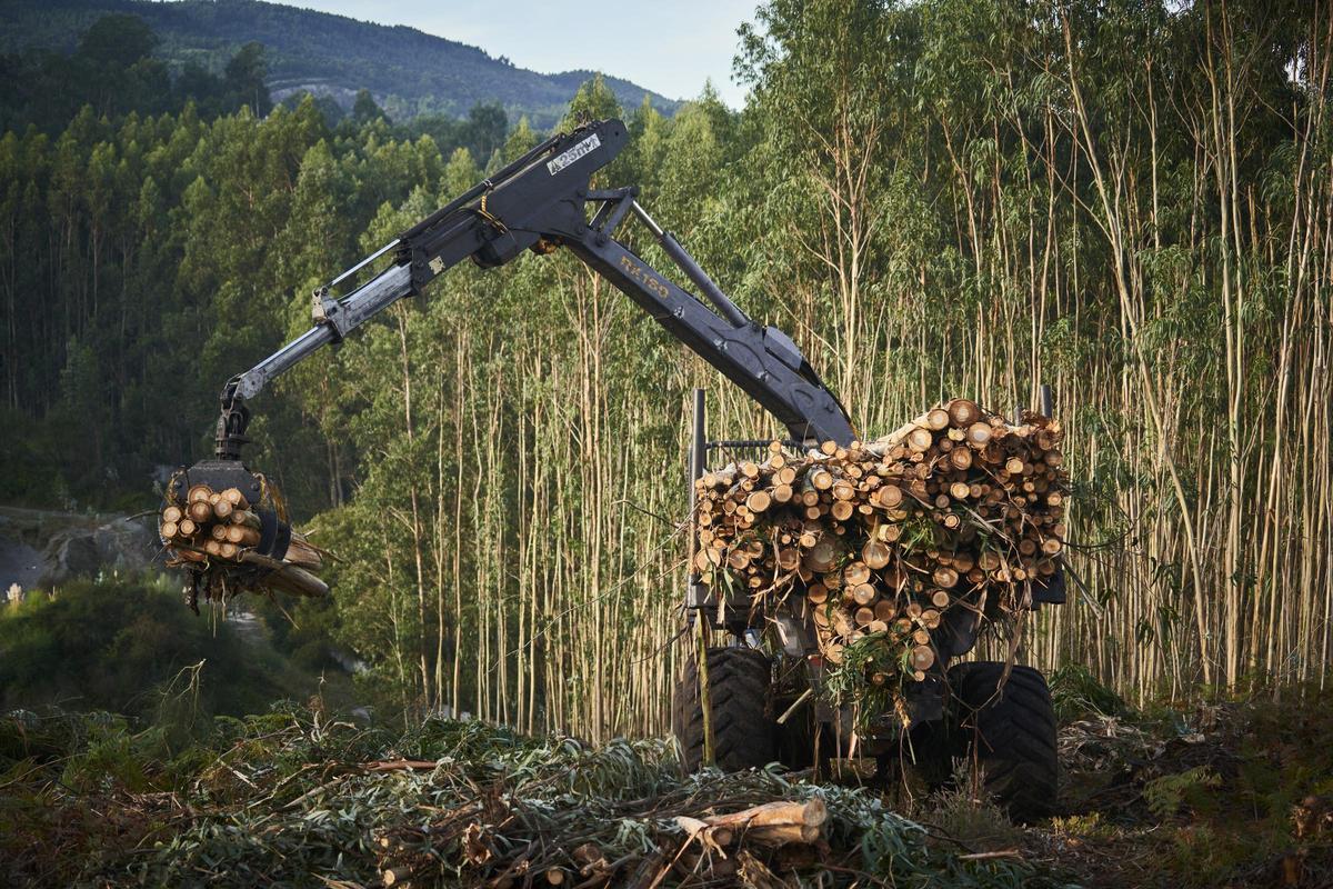 Trabajos en un área forestal