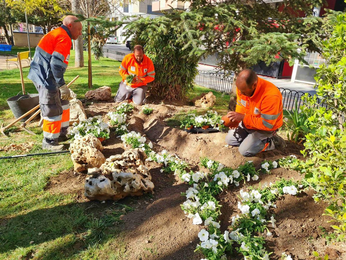 Coincidiendo con la llegada de la primavera, el Ayuntamiento de Caravaca repuebla los jardines con más de 2.000 flores