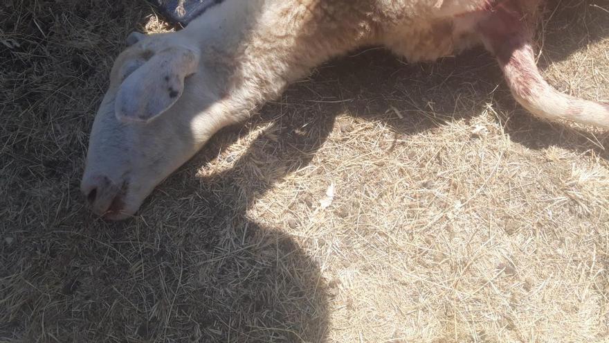 Una oveja muerta por el ataque del lobo en Gáname