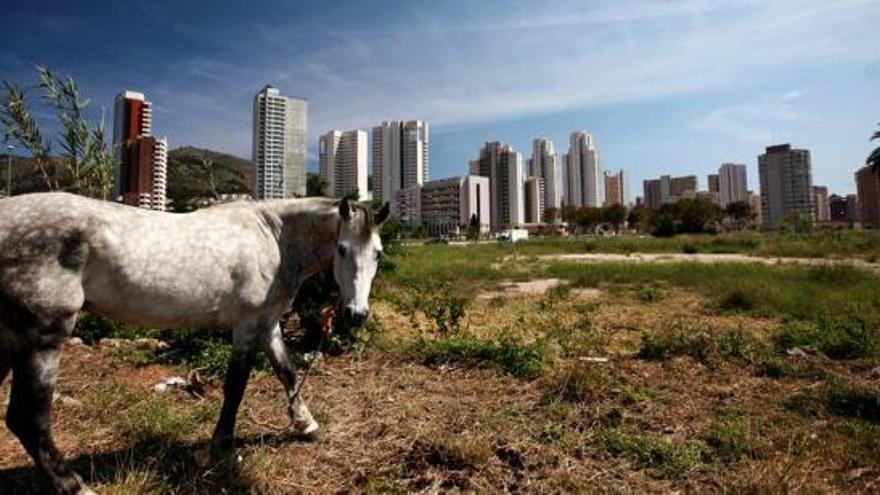 Las zonas de huerta en Benidorm se están extinguiendo por los planes urbanísticos.