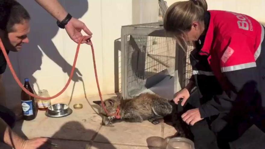 Los Bomberos de Elche salvan la vida a un pequeño zorro