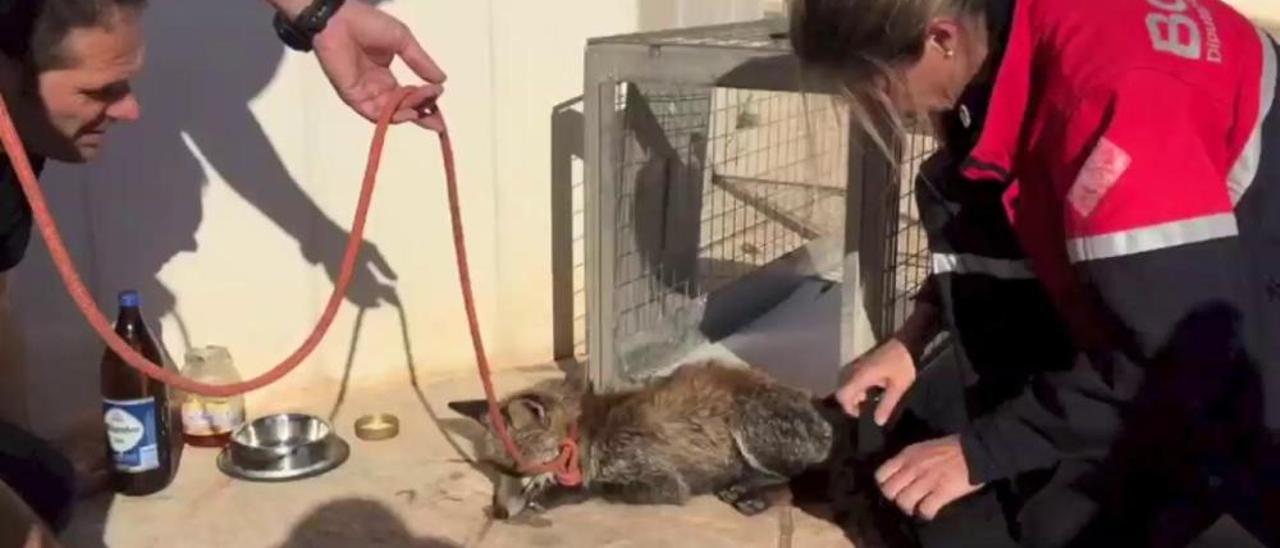 Los Bomberos de Elche salvan la vida a un pequeño zorro