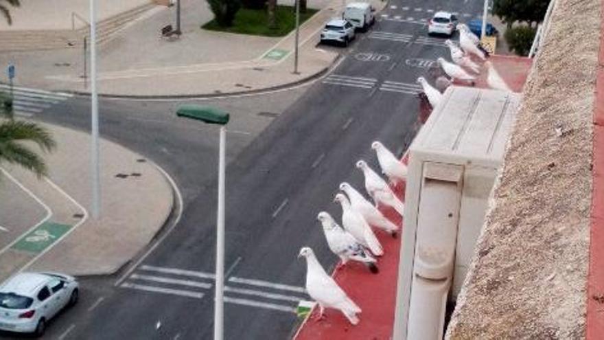 Las palomas toman las calles del barrio de El Toscar