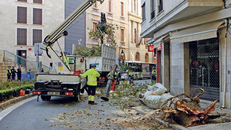 Los operarios trabajan junto al árbol que se desplomó tras el choque, cerca del Teatre Principal.