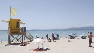 Agustí Torres, presidente de Shark Med: "La bañista italiana tiene una herida causada por una pastinaca"