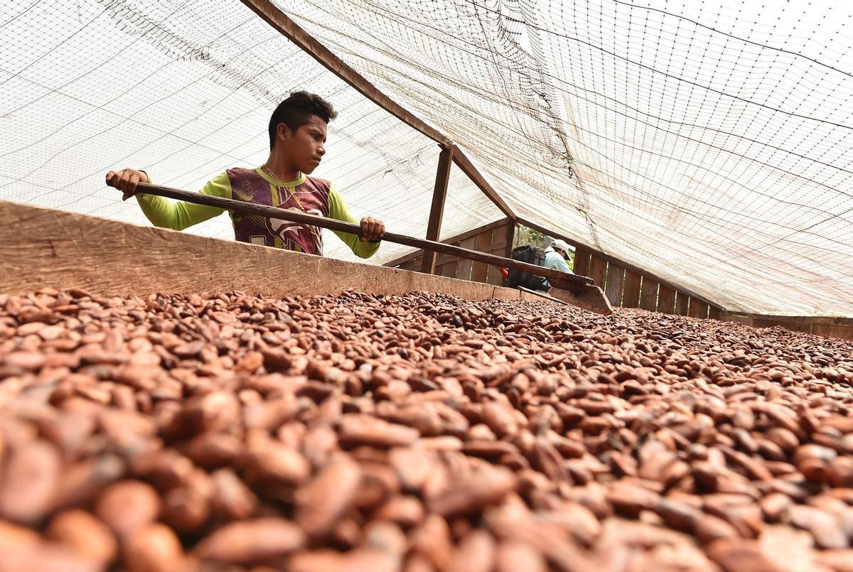 Desde hace diez años en Guerima, Colombia, los árboles de cacao reemplazan a los arbustos de coca en este departamento del tamaño de Guatemala, fronterizo con Venezuela. Está lejos de la bonanza que trajo el ingrediente principal de la cocaína, pero se ha convertido en una fuente estable de ingresos.