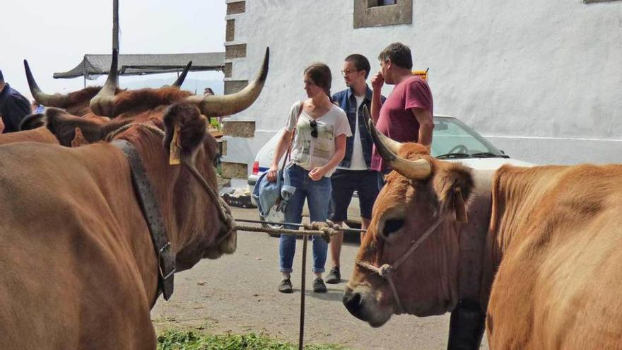 Ánimos bajos en la feria ganadera de Argüeru por la ausencia de Daniel Trivín