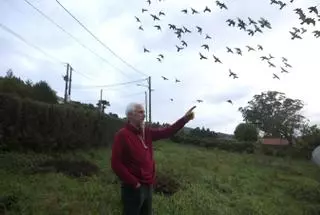 Carlos Budiño, adestrados de pombas en Cambre: «Isto é un deporte que engancha moito»