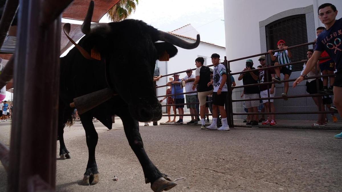 Las vacas bravas toman las calles de Dos Torres: las imágenes de los encierros de la feria en esta localidad cordobesa