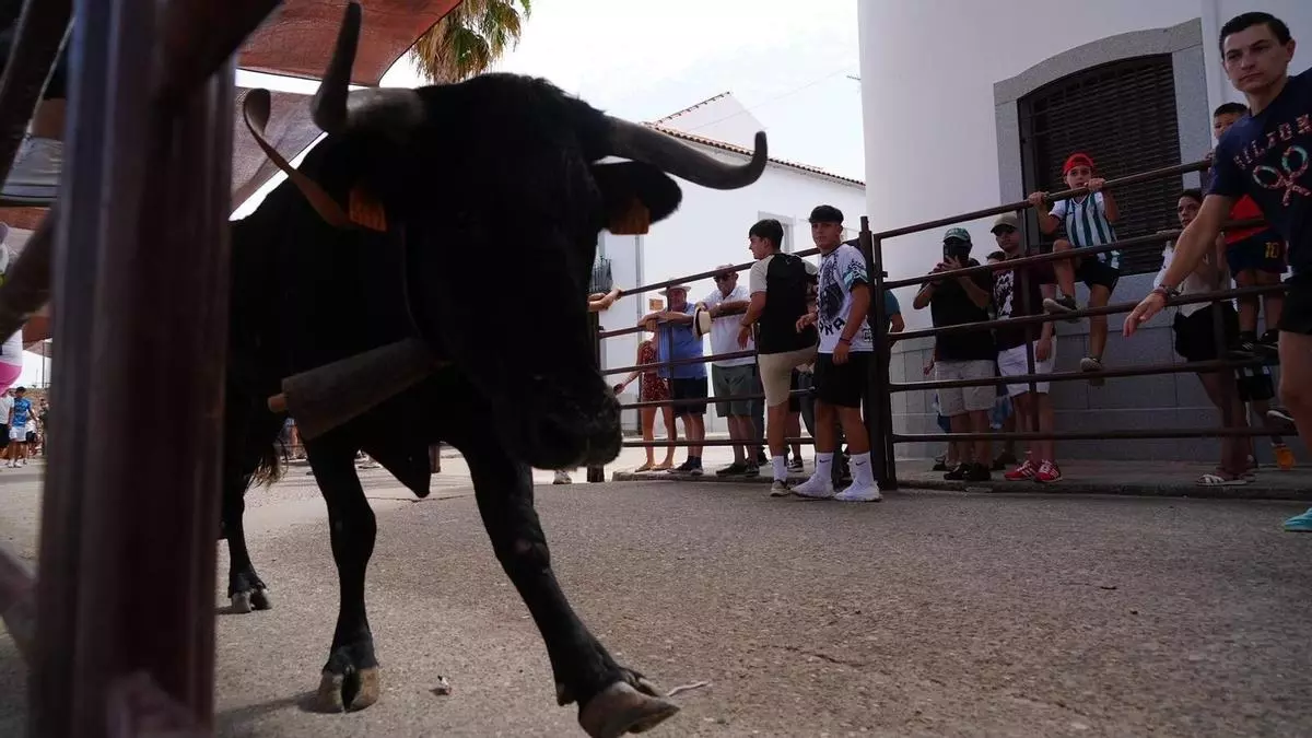 Fin de semana festivo en Los Pedroches con vaquillas y procesiones