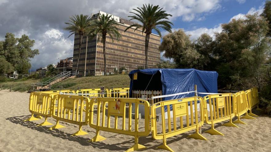 Sorge vor Johannisnacht: Wie es mit den Schildkröten-Eiern am Stadtstrand von Palma de Mallorca weitergeht